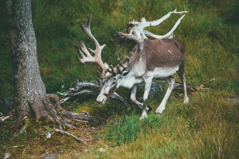 the deer is playing in the grass by itself