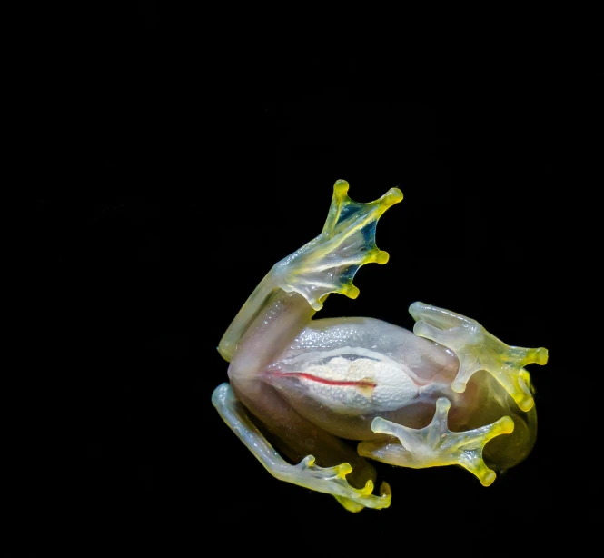 a red eyed tree frog is on a black background