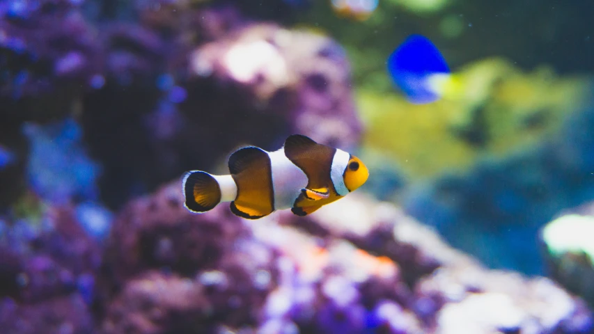 two clown fish swimming around a purple coral reef