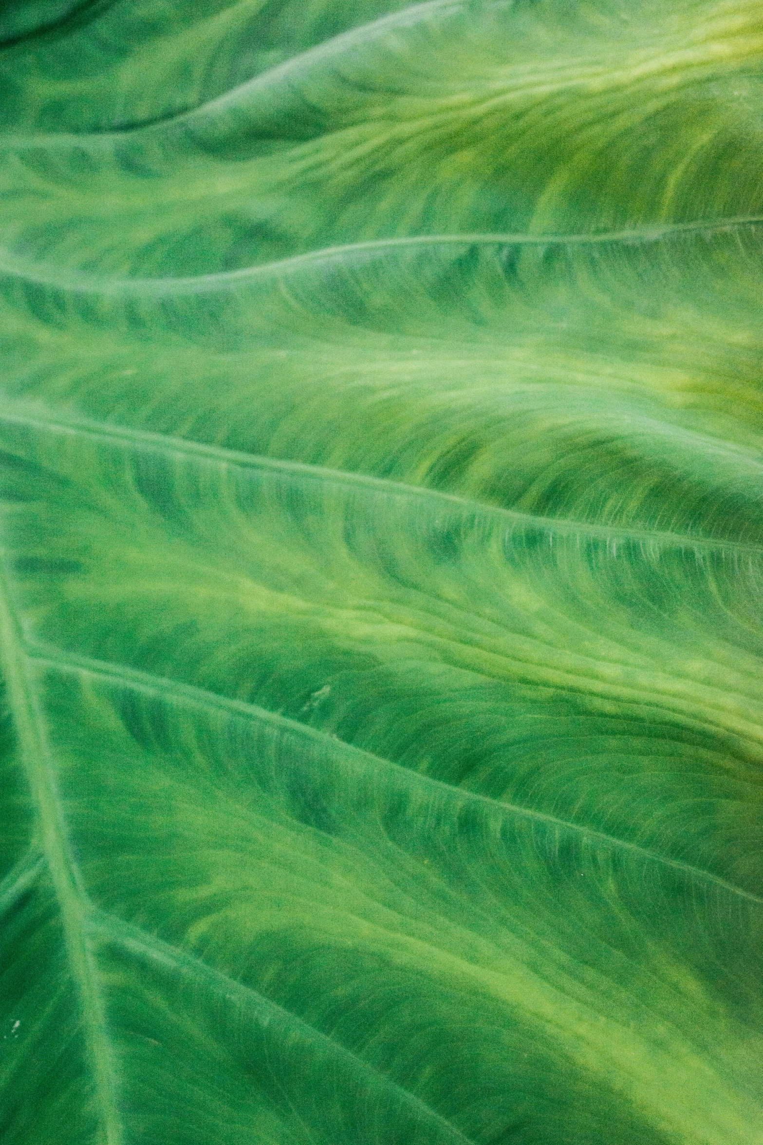 the green leaves are covered with thin strips