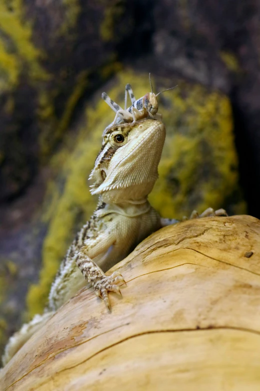 a lizard sitting on a tree trunk looking straight ahead