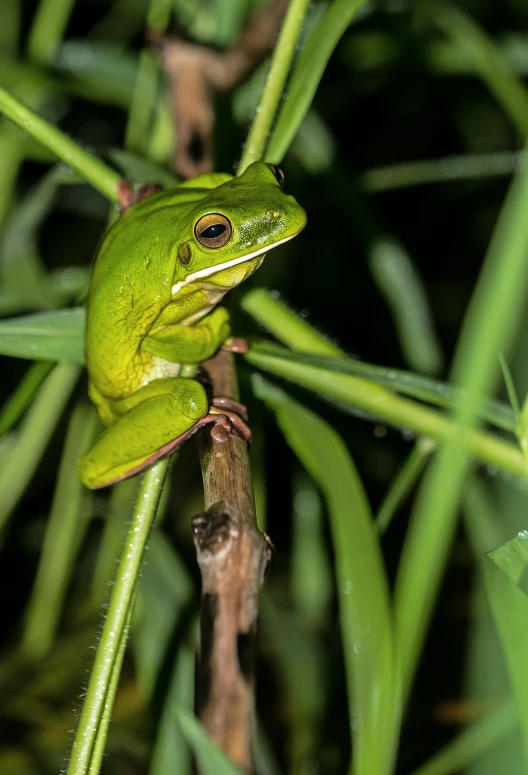 a small frog is sitting on a plant stem