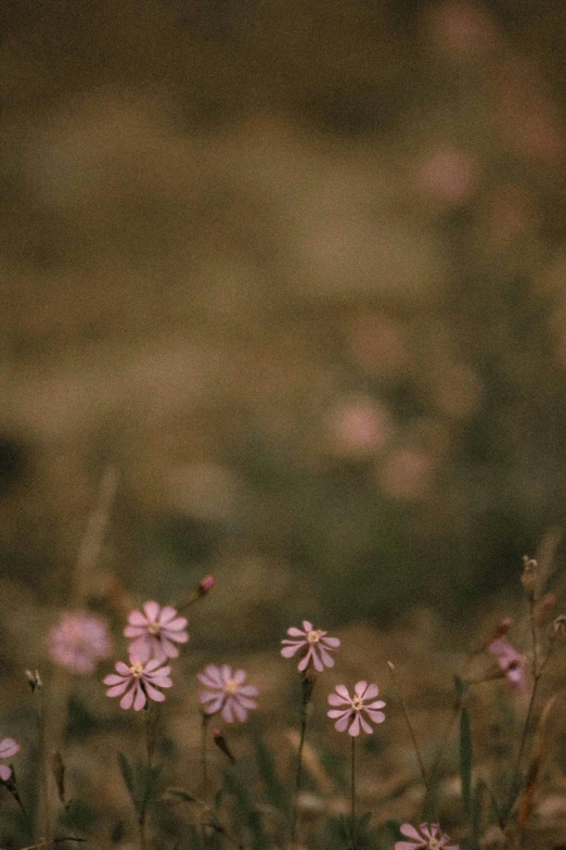 a field of wildflowers at sunset with a bug