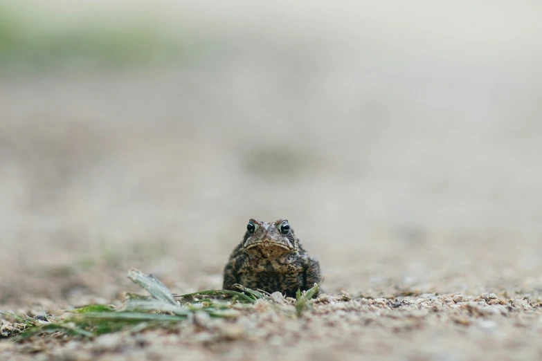 an animal sitting on the ground in the dirt