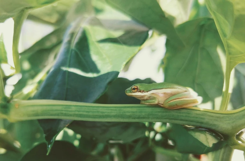 the frog is perched up on the plant