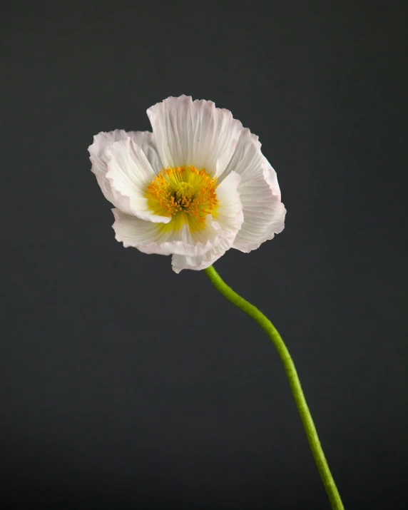 a white flower is in a small vase