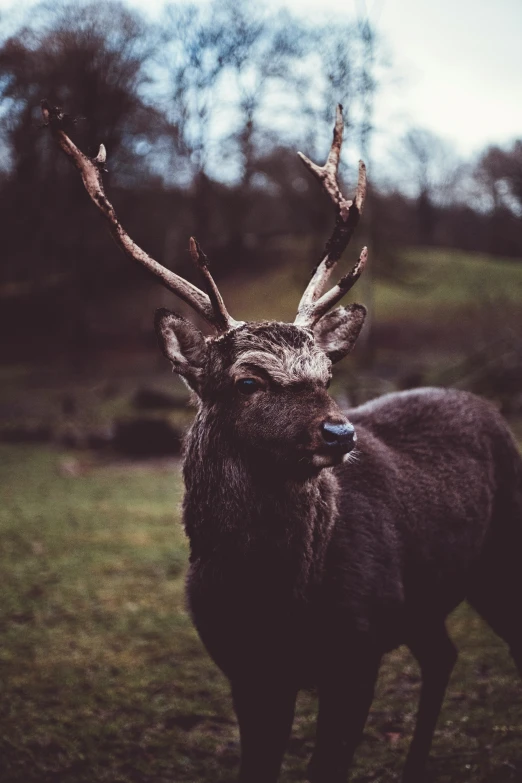 an elk is standing outside in the grass