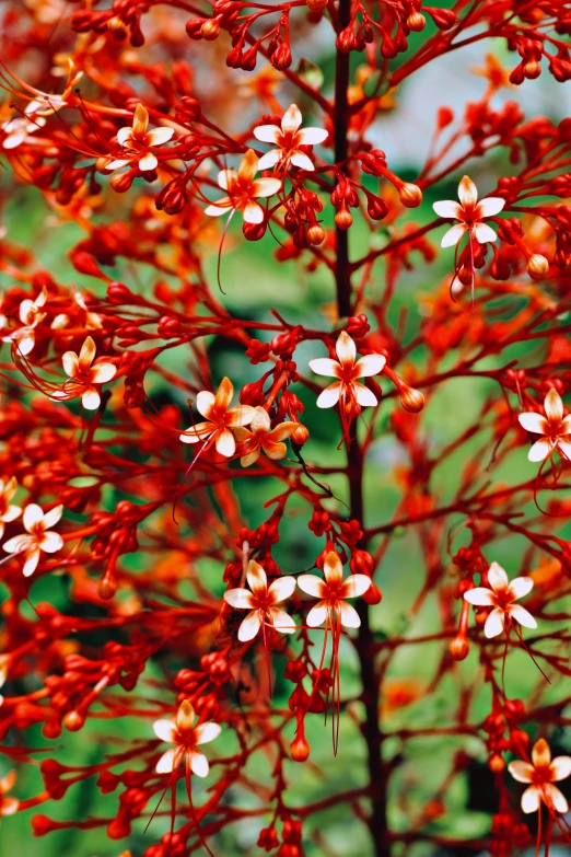 a plant that has very small white flowers on it