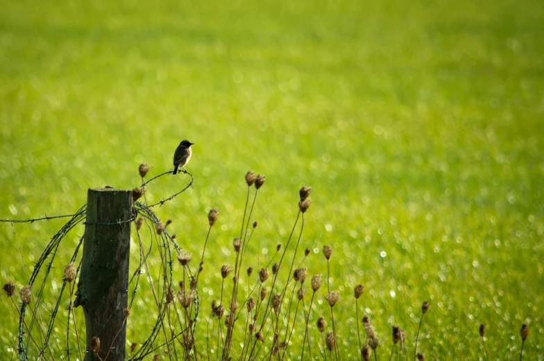 a bird is perched on top of a wire fence