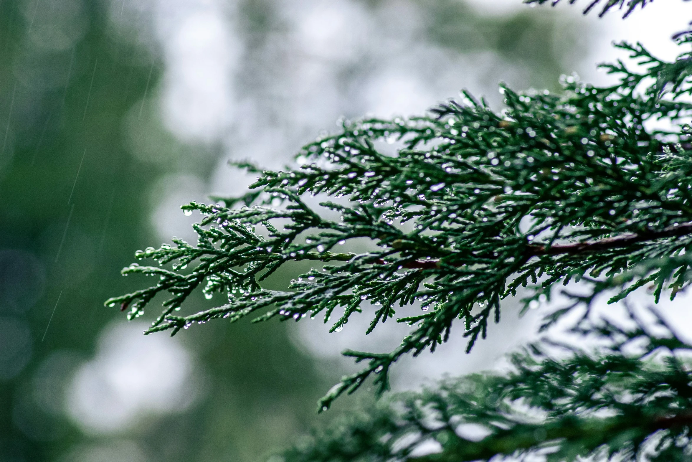 closeup view of green leaf on nches