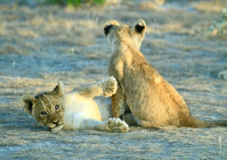 two young lions playing with each other in the desert