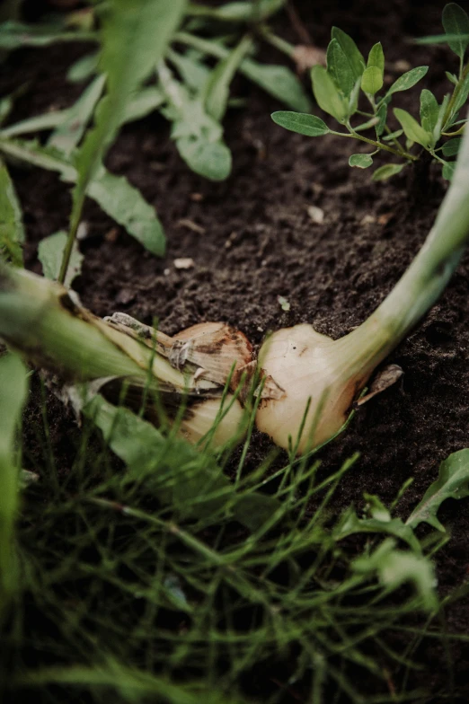 the end of a wilted garlic plant in a garden