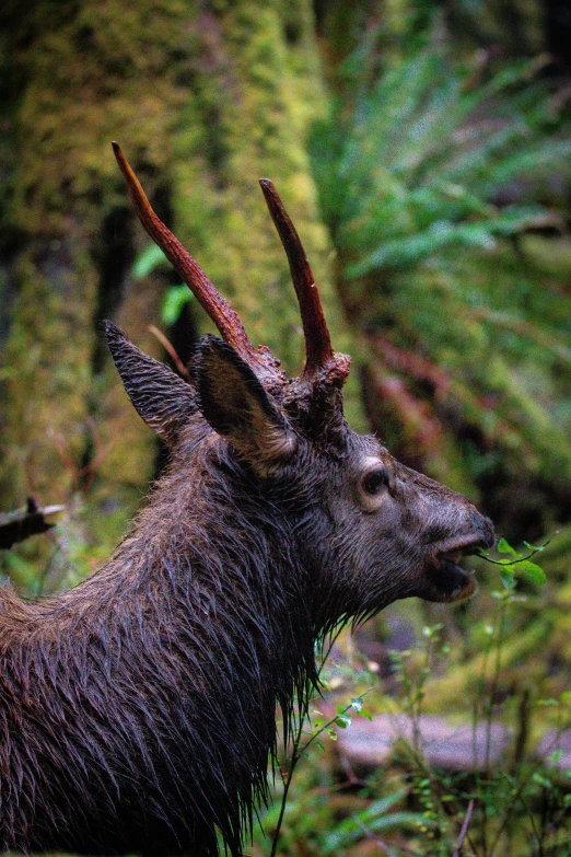 a deer with large horns is standing next to other deer