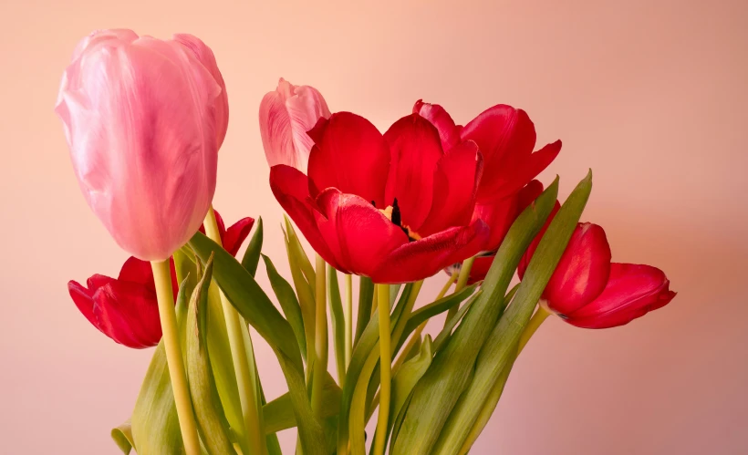 pink flowers are in a vase with a tan wall in the background