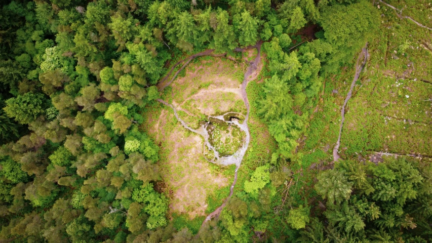 an aerial view of the top of trees in the forest