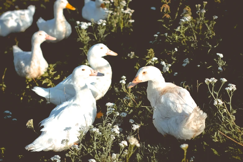 five white ducks are in a field of flowers