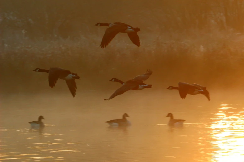 several ducks are flying over a lake at sunset