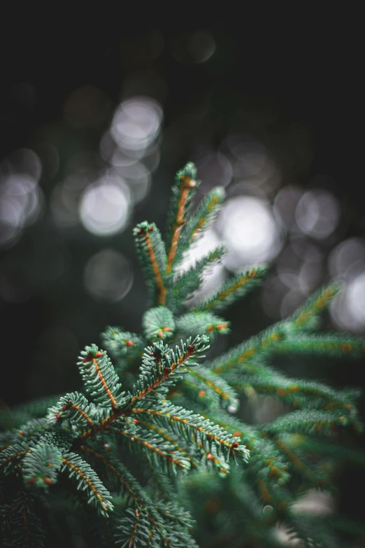 the nch of a fir tree on a rainy day