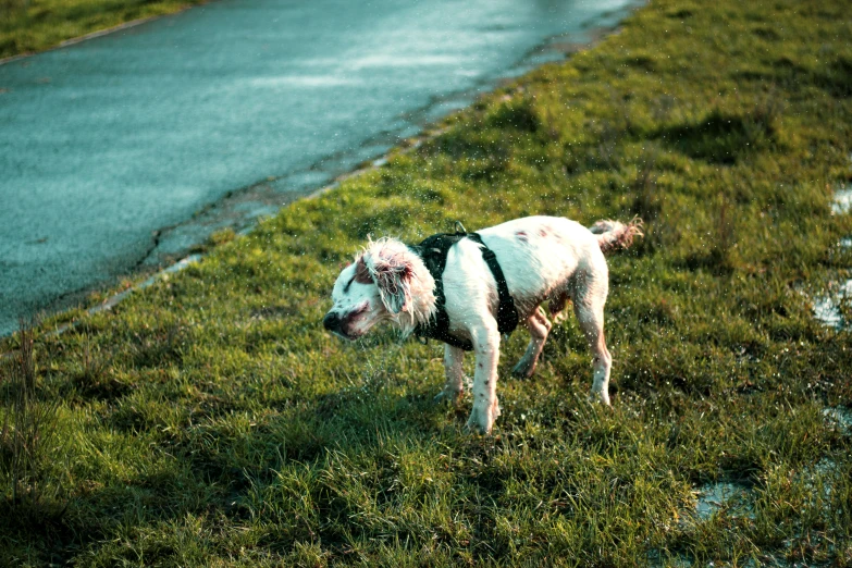 a wet white dog is standing by the road