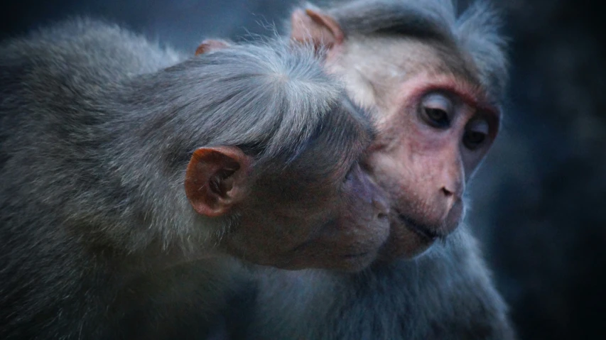 a small gray monkey and it's face close together