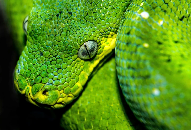 a snake is shown on the ground with its head close up