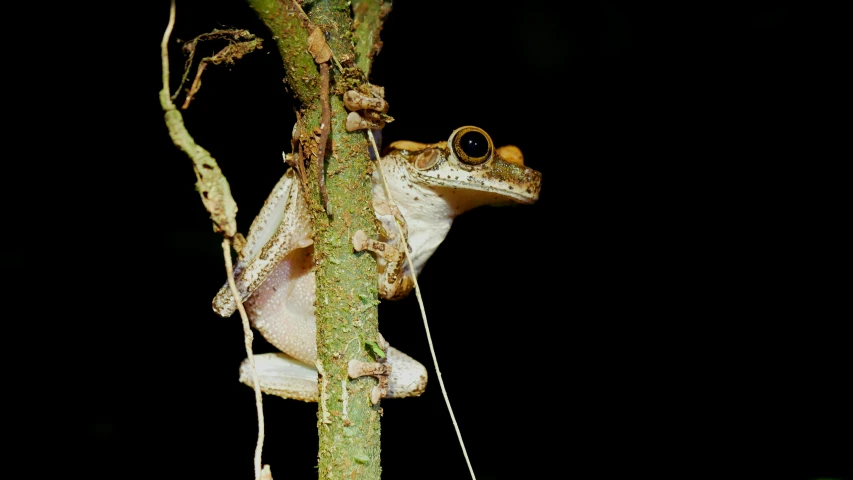 the tree frog is perched on the nch of the tree