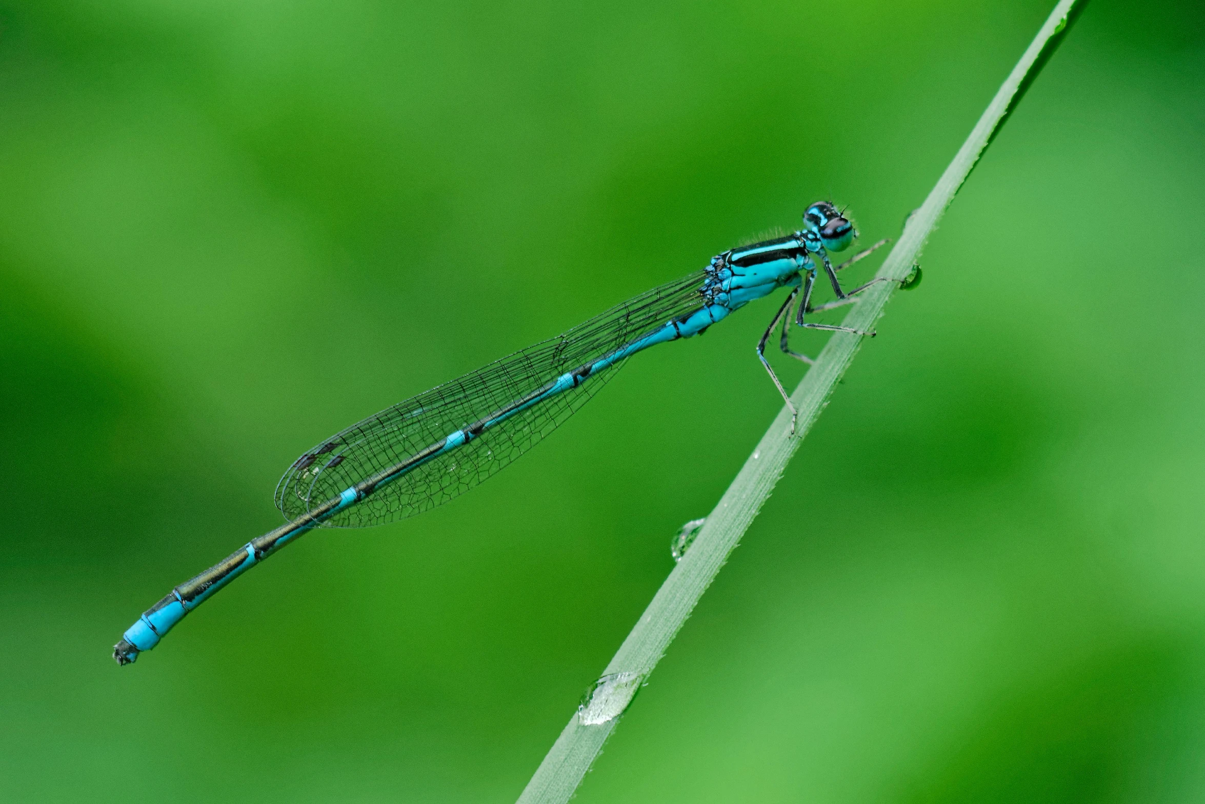 a blue dragonfly is sitting on top of a stem