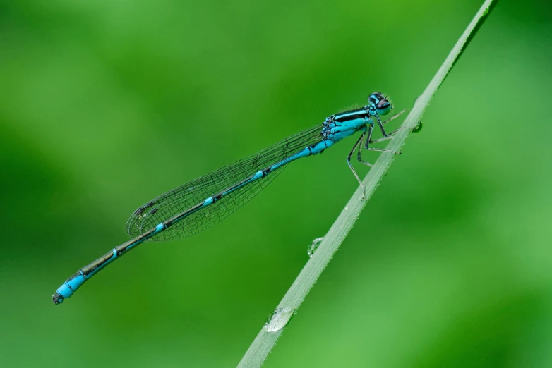 a blue dragonfly is sitting on top of a stem