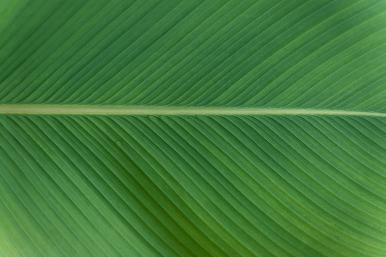 a single section of green leaf