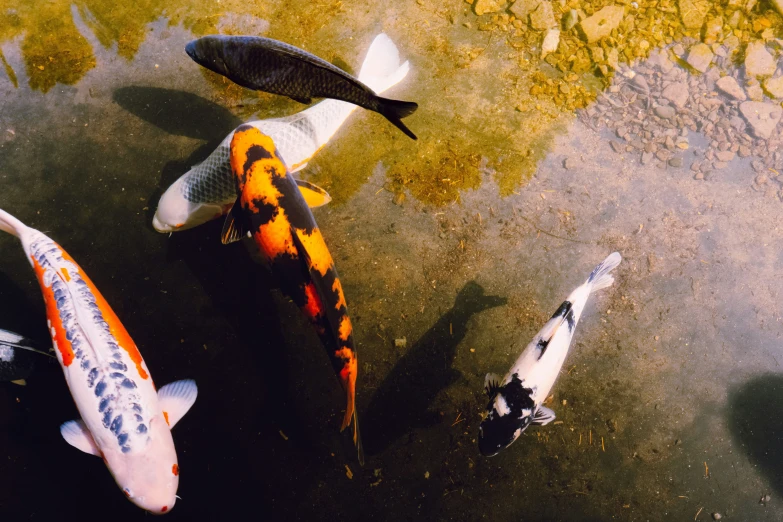several koi fish in a pond next to each other