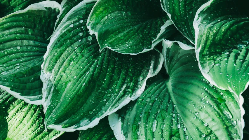 large green leaves covered in raindrops are seen