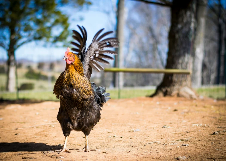 a rooster in an enclosure has its wings open