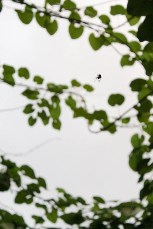 a mosquito flies between leafy nches on a cloudy day