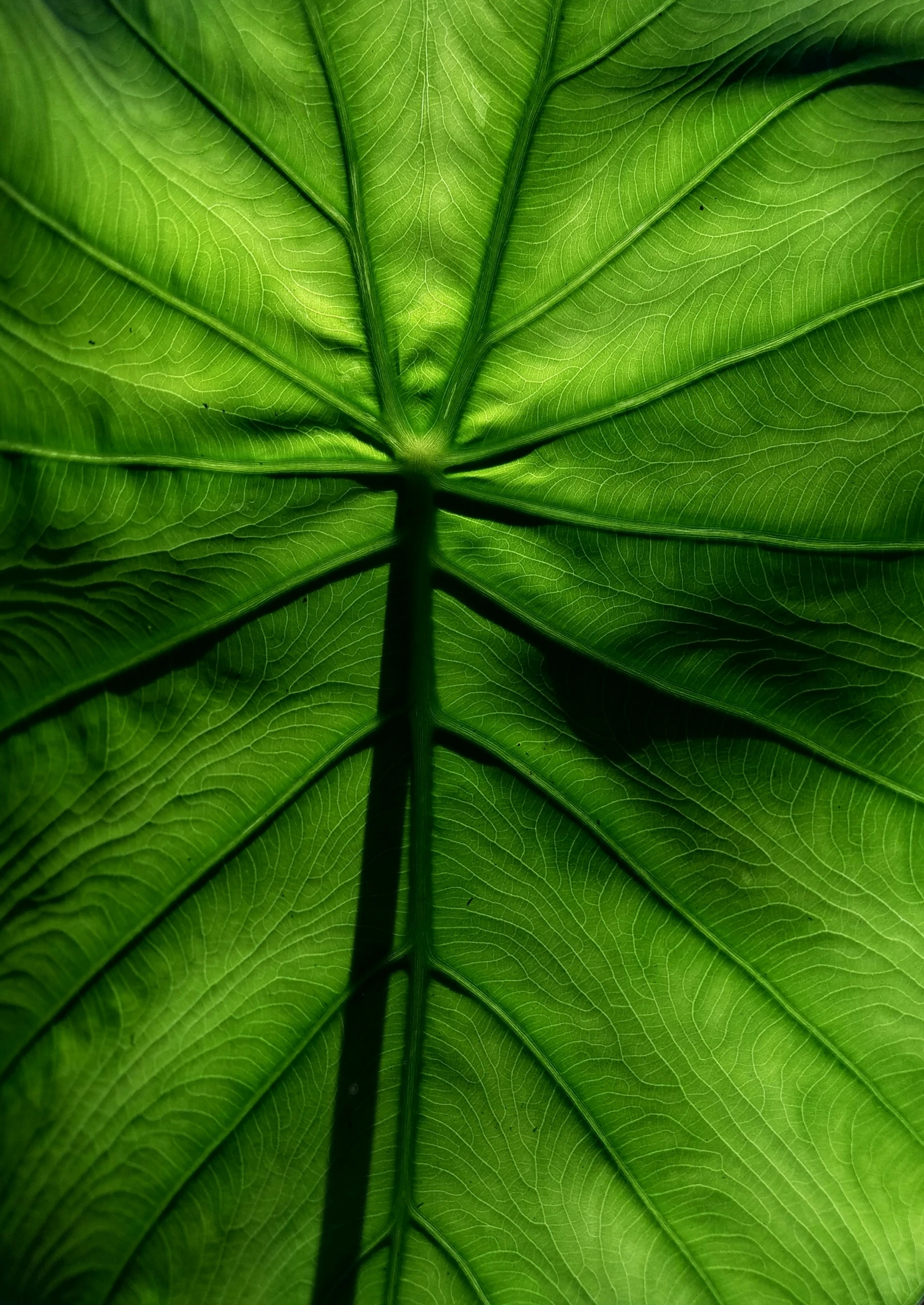 the green leaves are showing the leaf structure