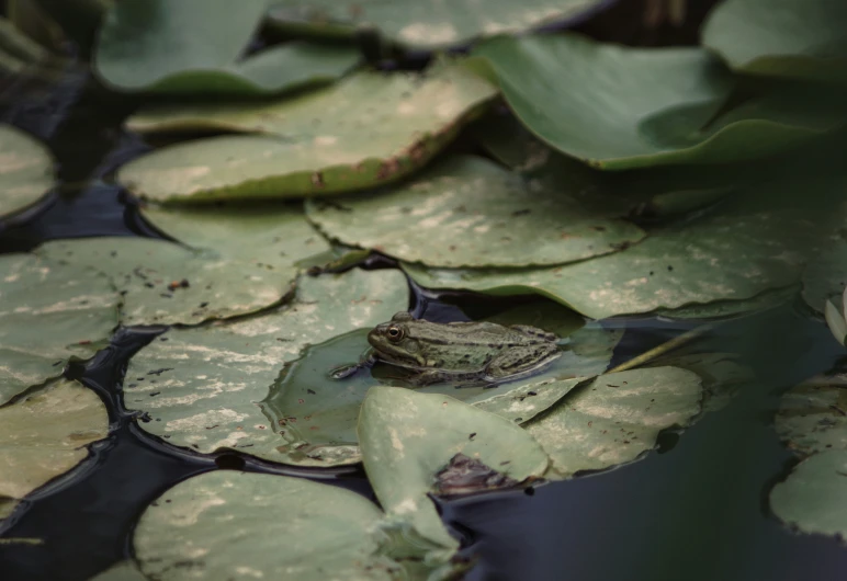 an adorable frog sits on top of lily pads