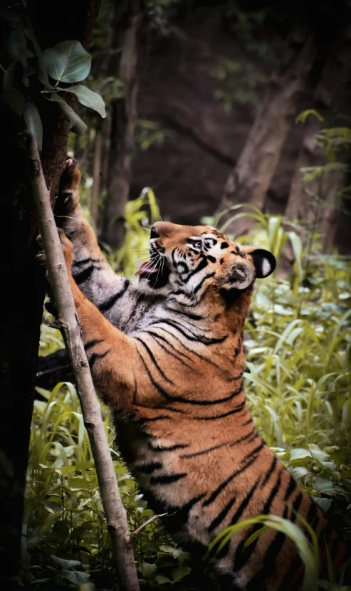 a big tiger reaching up into a tree trunk