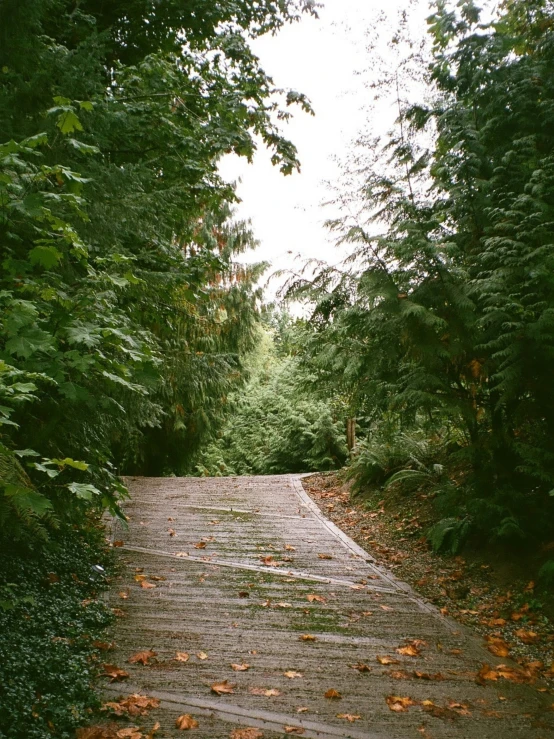 a path with trees lining the sides and leaves on the walkway