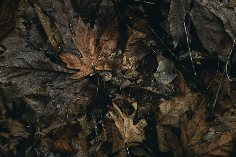 a group of leaves all covering a ground of fallen leaves