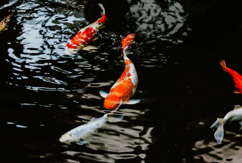 four gold fish swimming in the water