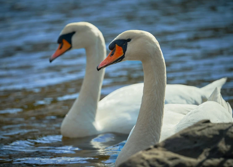 two large white swans swimming in a pond