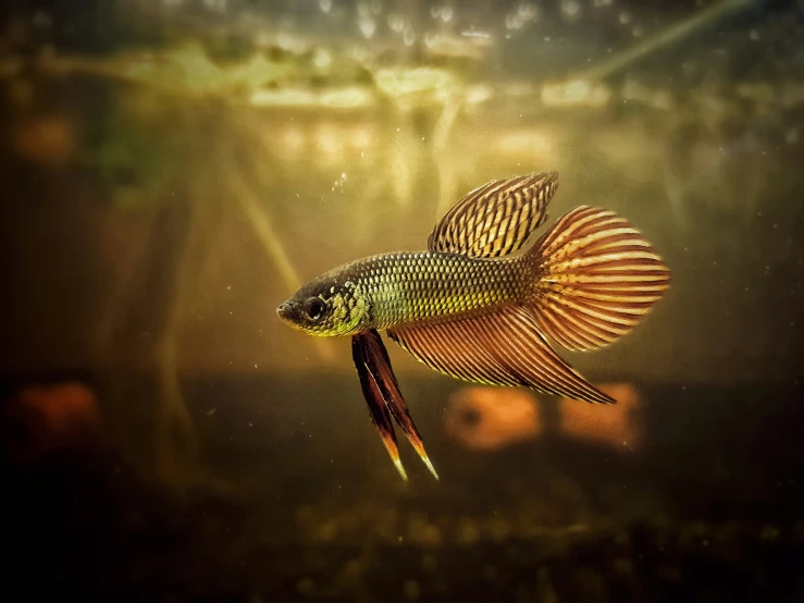 a colorful orange and black siamese fish in an aquarium