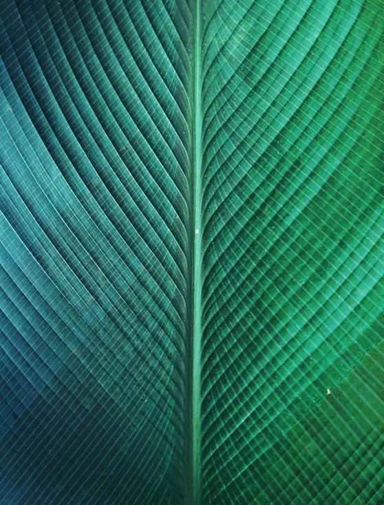 the back side of a plant leaf that is blue and green