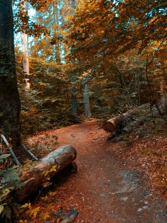 a path through a wooded area with lots of trees