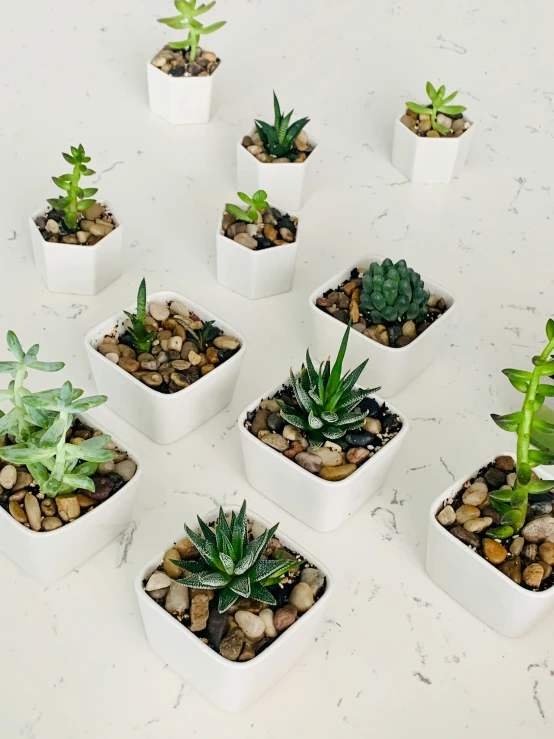 white square planters with various plants in them