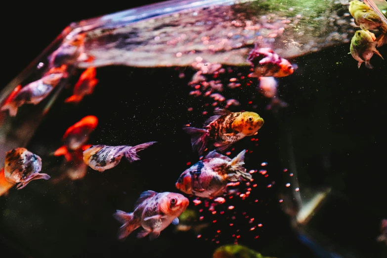 many fish swimming in an aquarium with a large rock