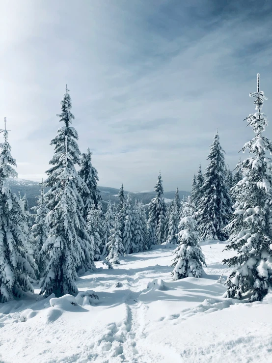 the trees are covered with snow by the mountain