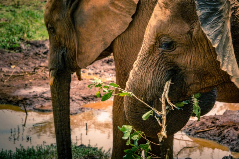 a close up of a elephant's face eating grass