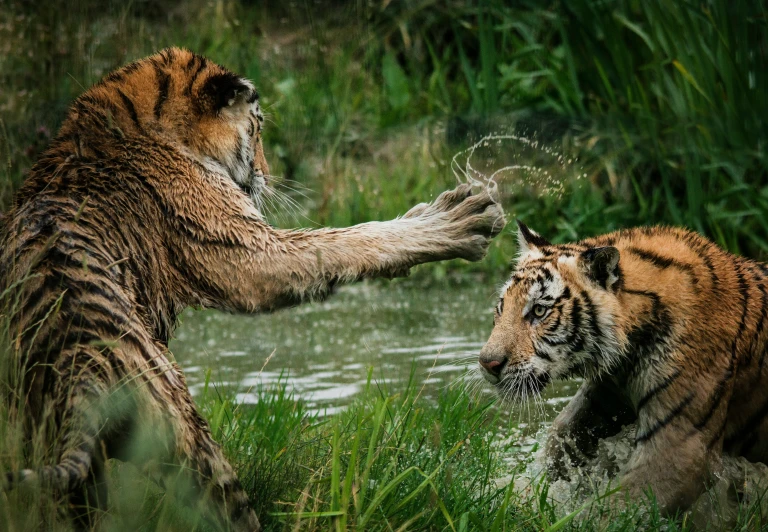 two tigers fighting in a small river with trees and bushes