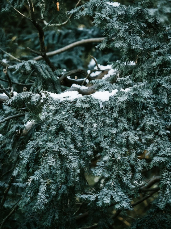 close up of evergreen nches with snow on them