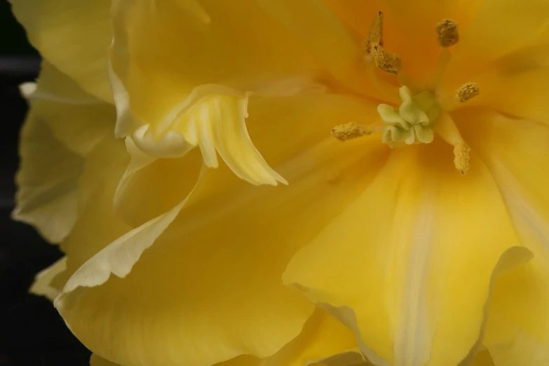 an elegant yellow flower on the inside